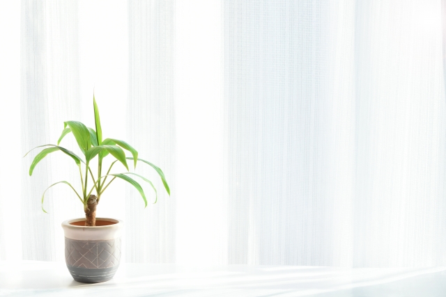 明るい窓辺の観葉植物（回復のイメージ）