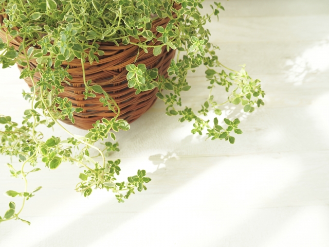 春先の光と植物