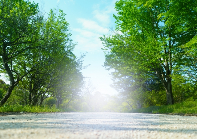 緑の木々の間に続く明るい道
