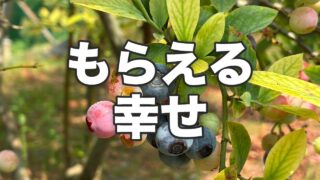 もぎたてブルーベリーをもらえる幸せ