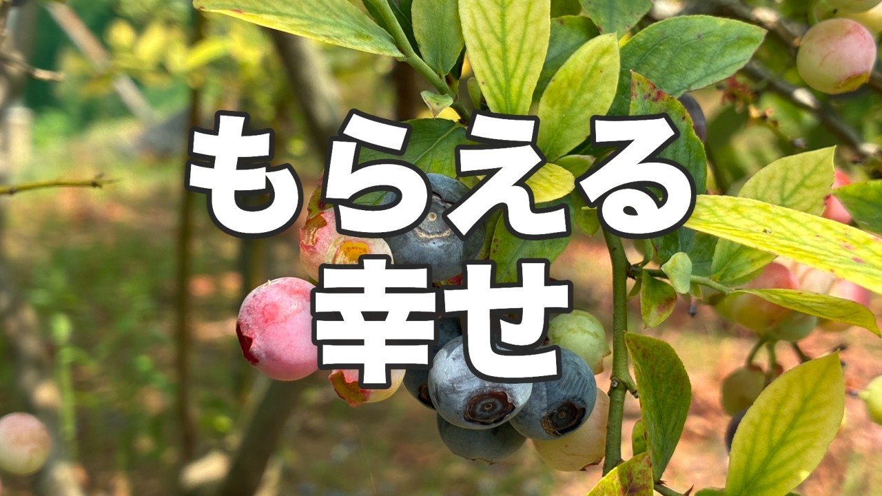 もぎたてブルーベリーをもらえる幸せ