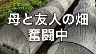 母と友人の畑、奮闘中