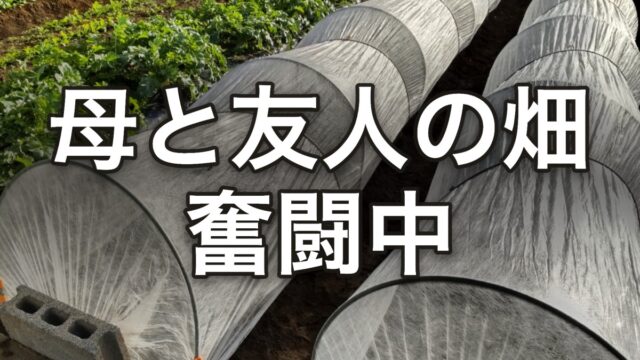 母と友人の畑、奮闘中