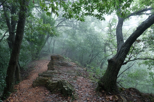 霧のかかった山道
