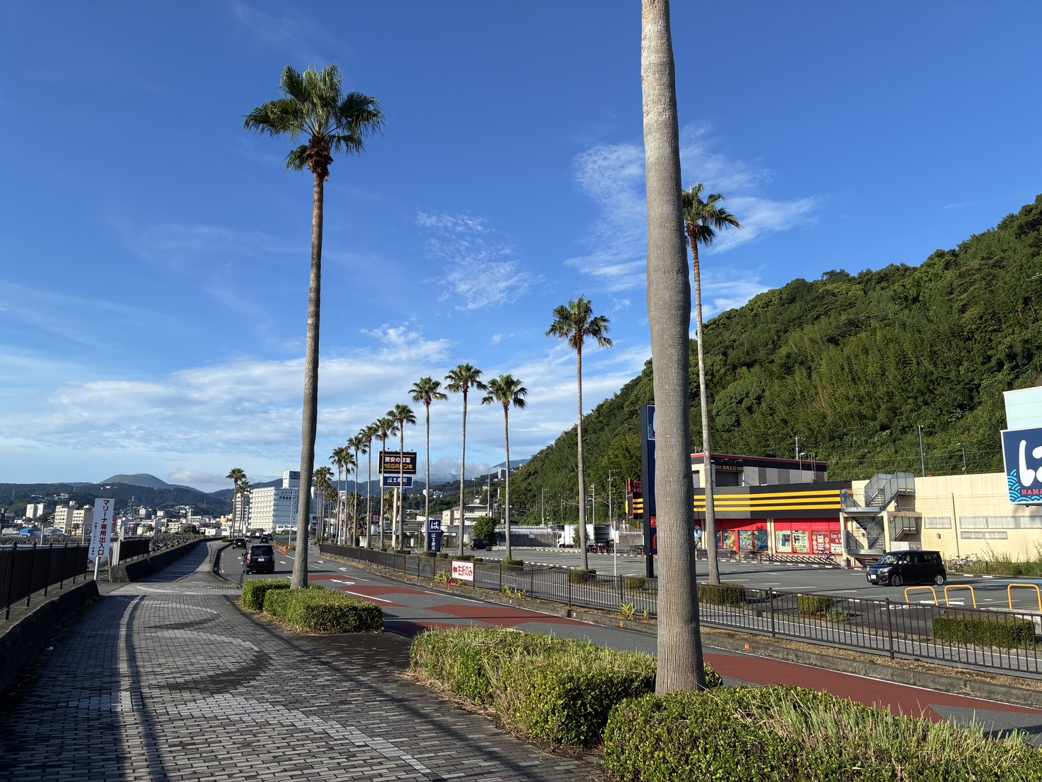 朝の海沿いの道とヤシ並木